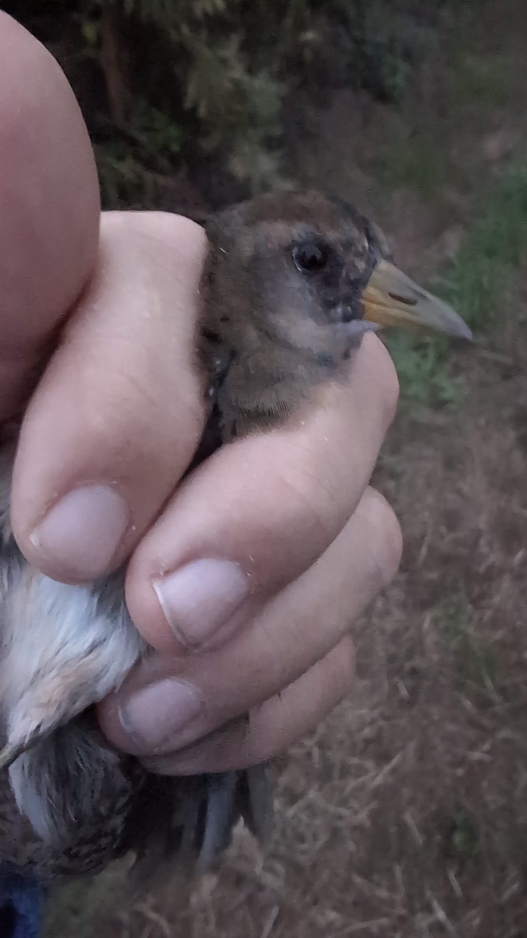 Sora 2 PHOTO 2026 09 14 06 24 08