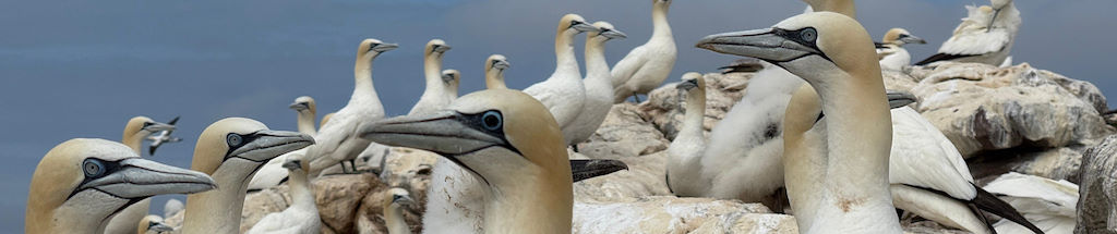 Gannets
