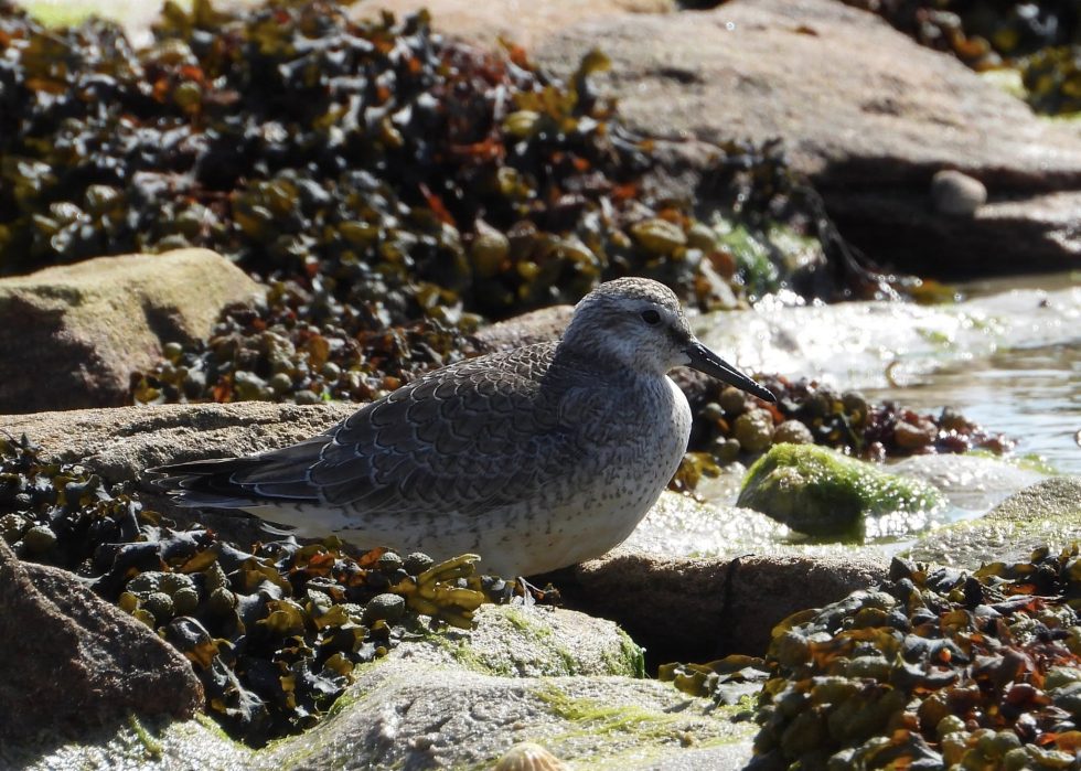 Red Knot © Matt Scragg