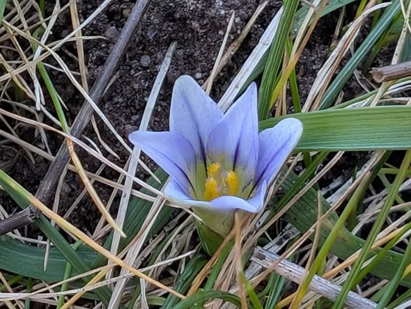Sand Crocus © Charlotte Foote / Matt Scragg