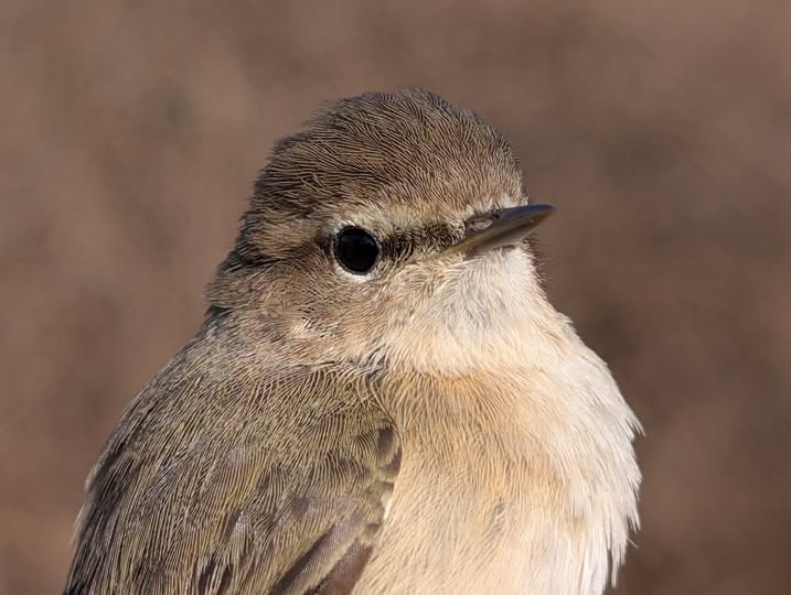 Siberian Chiffchaff © Matt Scragg