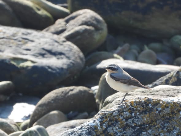 Wheatear © Charlotte Foote / Matt Scragg