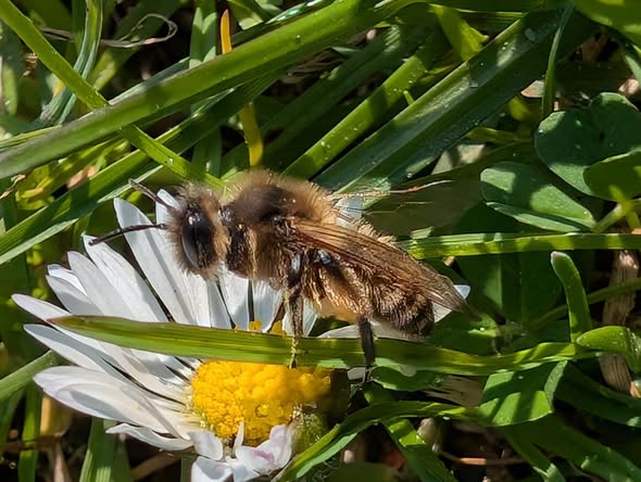 Yellow legged Mining Bee © Charlotte Foote / Matt Scragg
