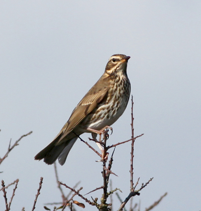 img_3206-crop-redwing-small