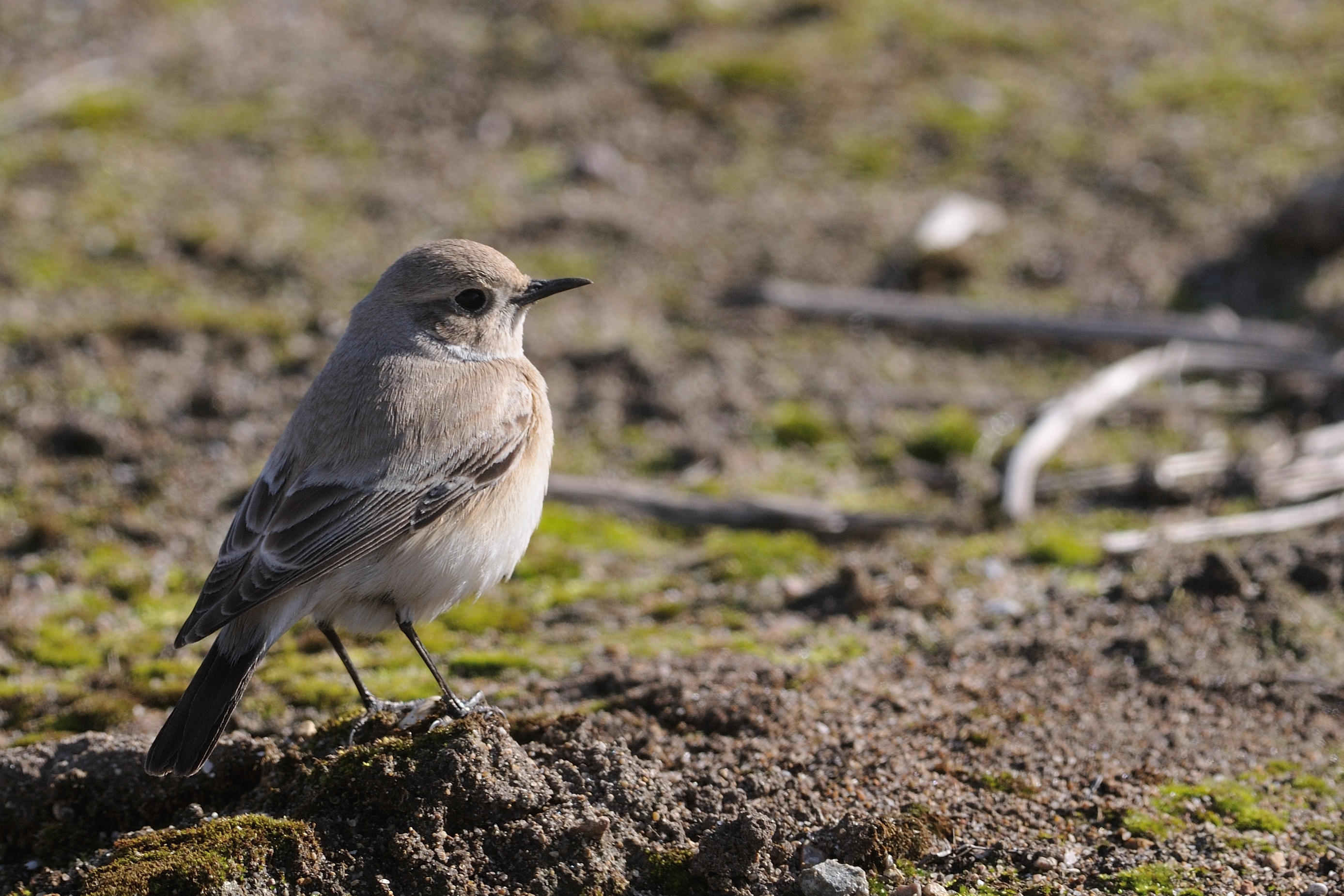 Desert_wheatear220317j