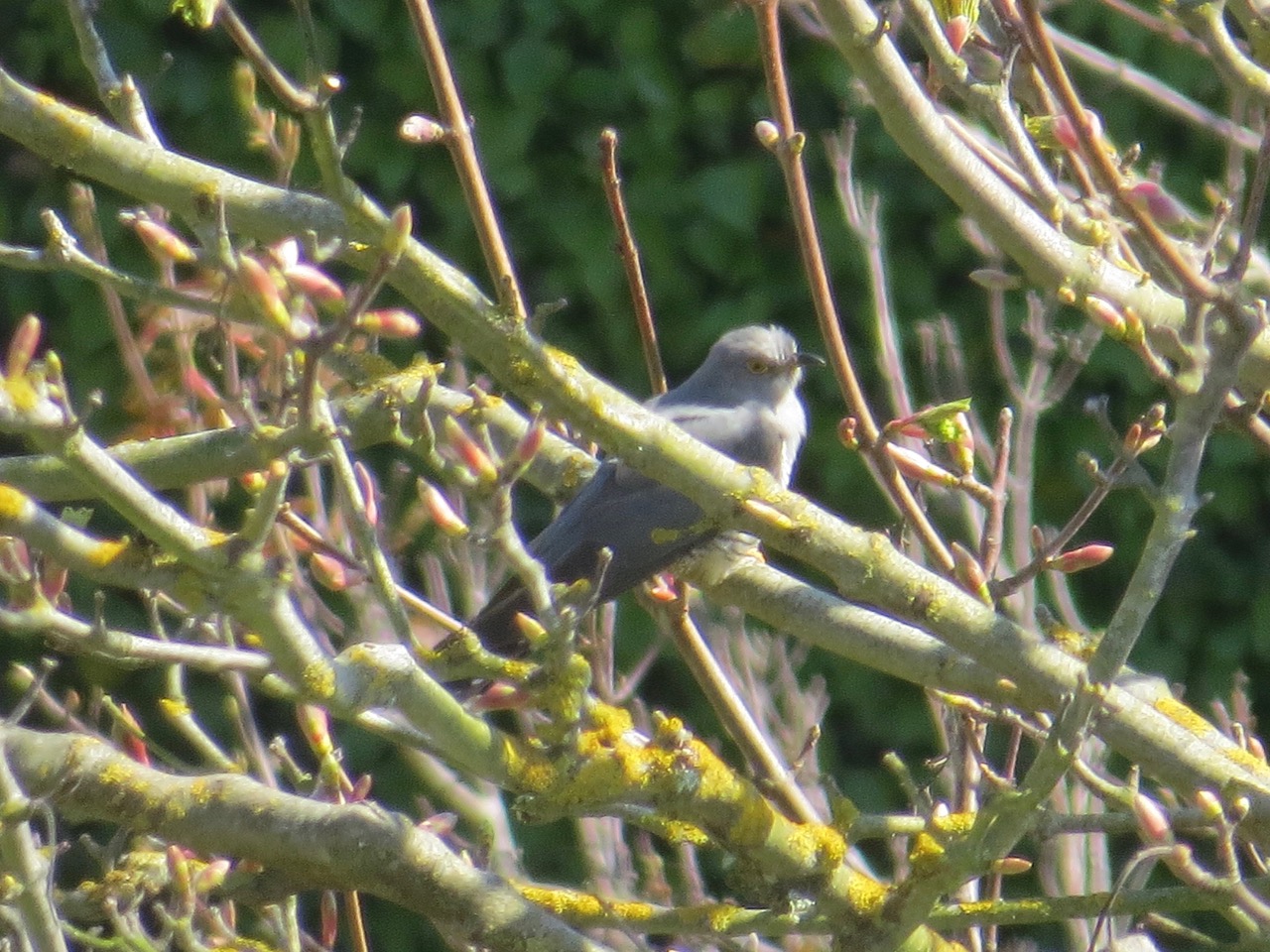 13 - Cuckoo, Fort Albert, 25th April 2017