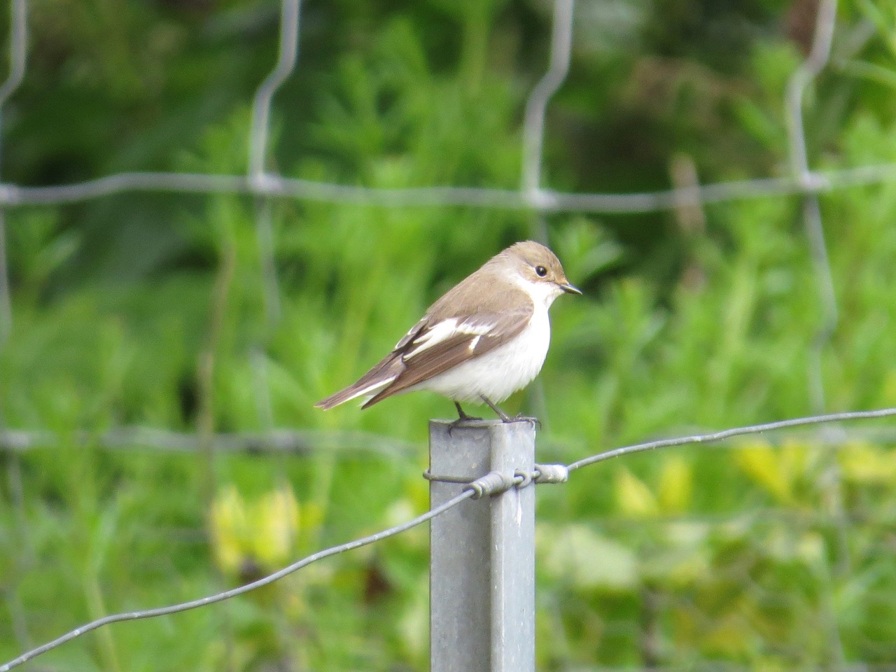 19 - Pied Flycatcher, Barrackmaster's Lane, - Bar-tailed Godwits, Longis Bay, 26th April 2017