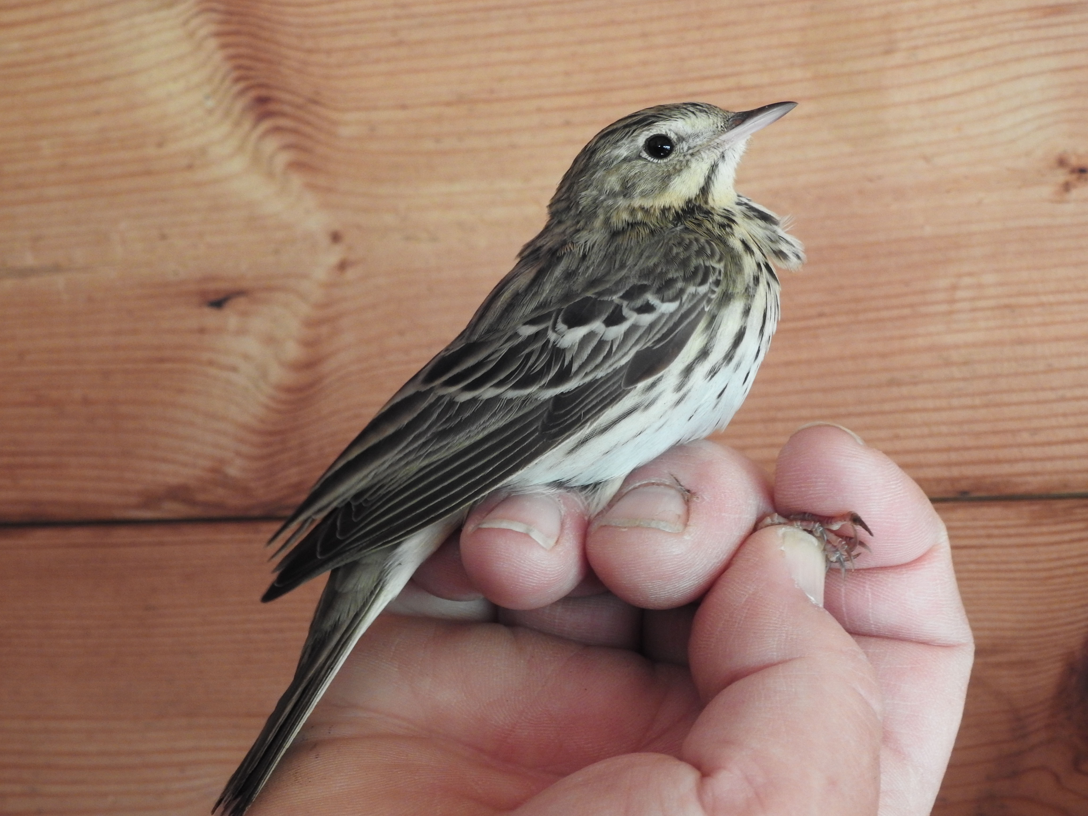 John Tree Pipit