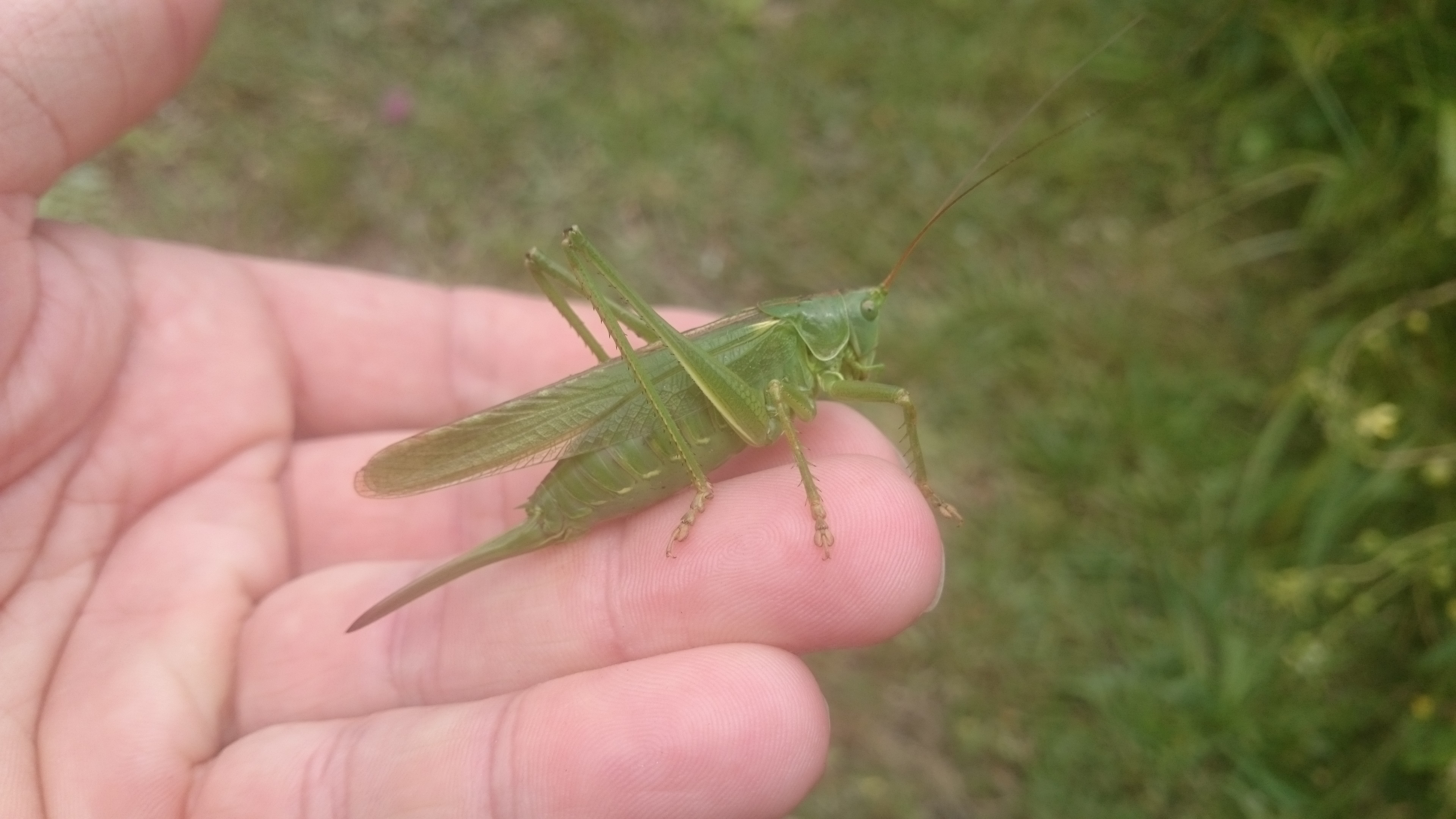 Great Green Cricket
