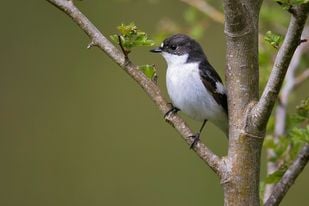 Pied Flycatcher