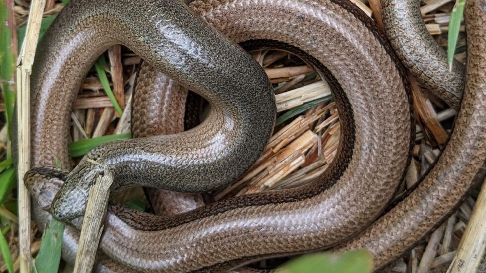 Slow worms 14 May 2021 Alderney Bird Observatory and Field Centre