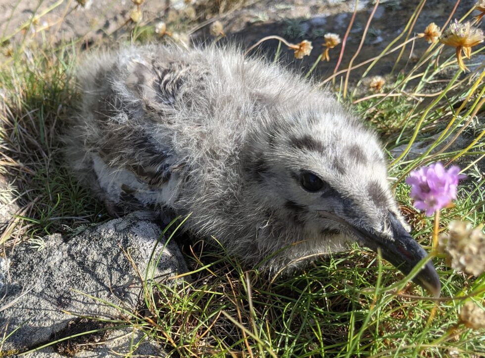 Herring Gull chicks 21 June 2021 Alderney Bird Observatory