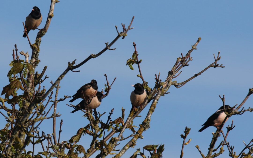 Rose coloured Starlings 1 June 2021