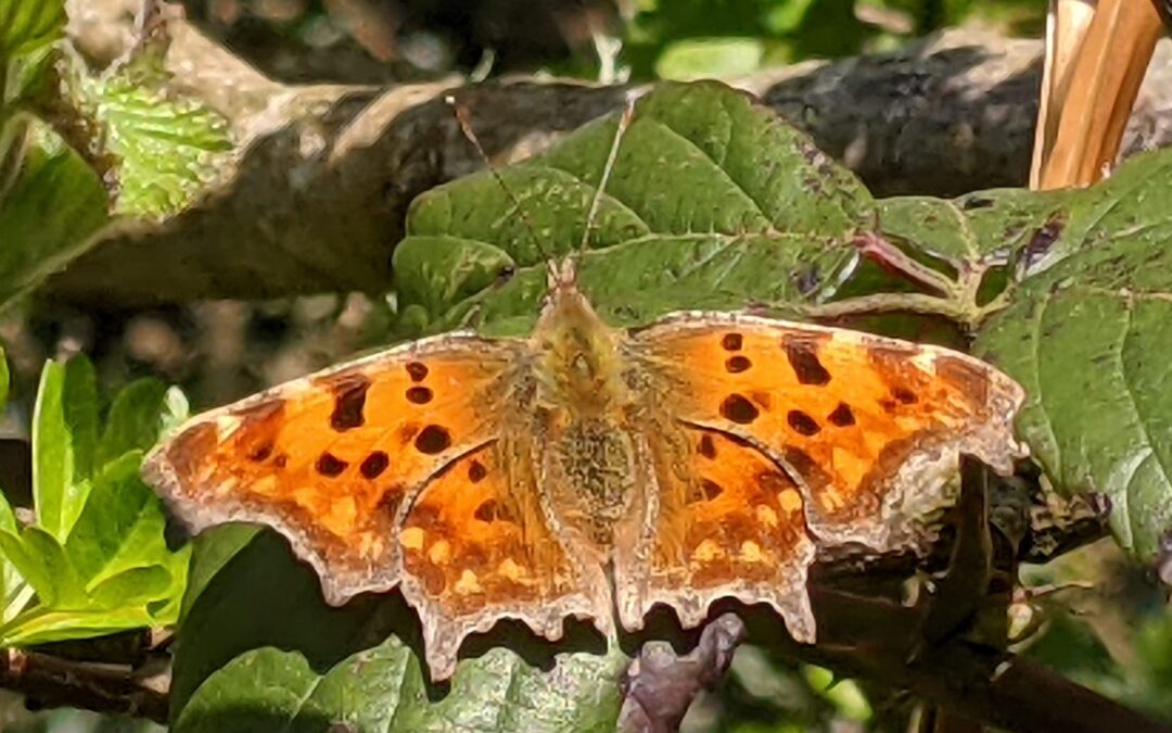 Alderney Tour ~ 15 June 2021