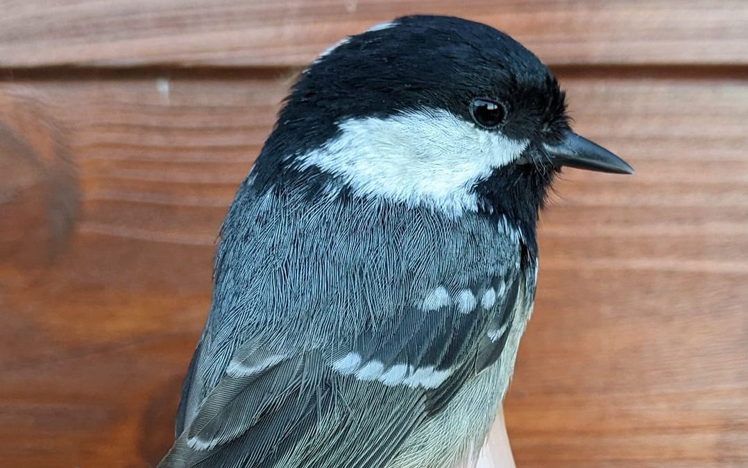 Coal Tit