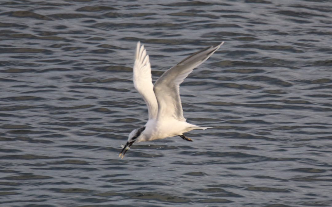 Sandwich Terns