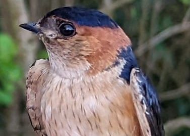 Red-rumped Swallow ~ April 22, 2022