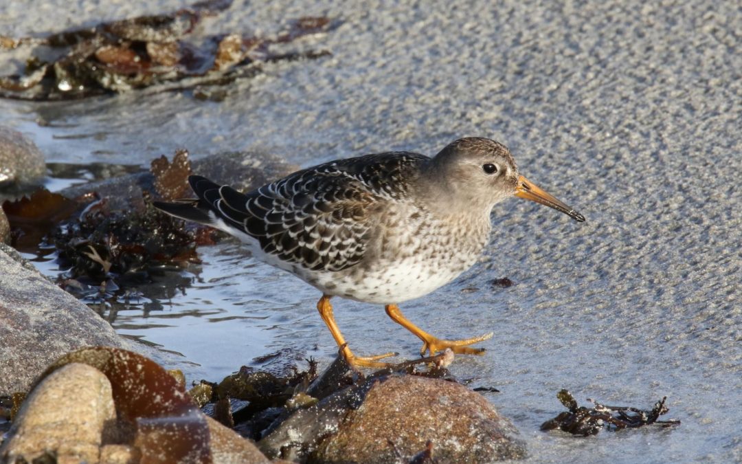 Purple Sandpiper