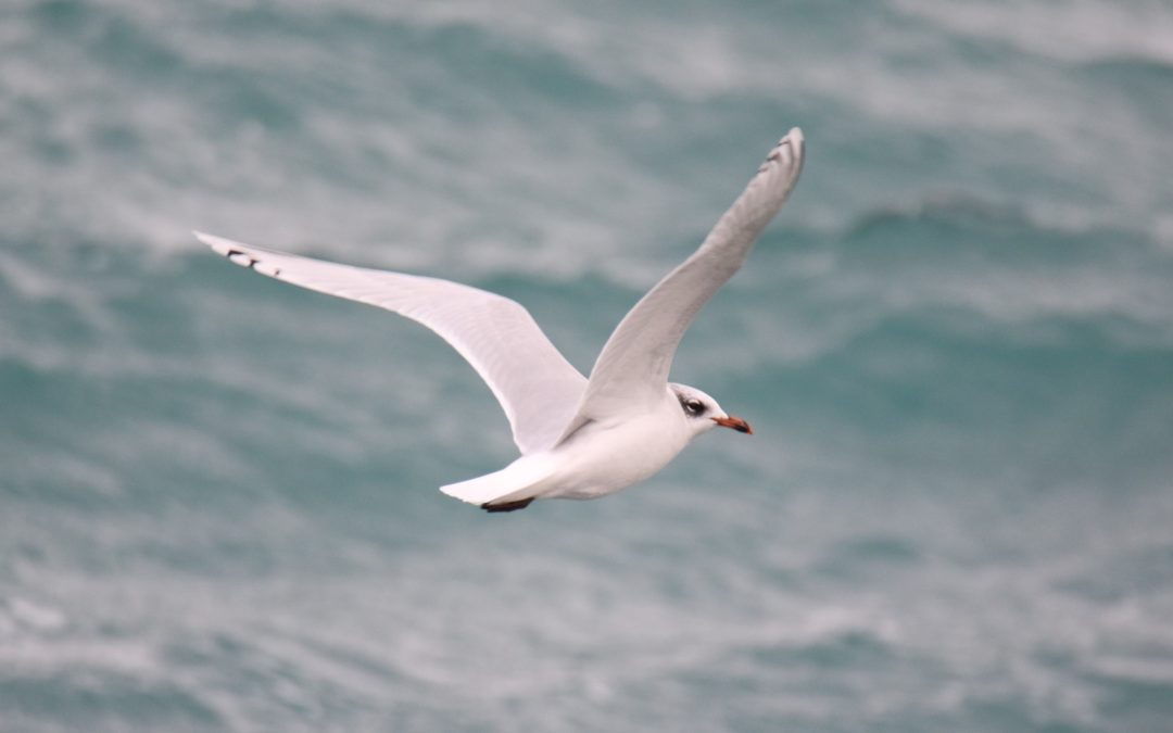 Mediterranean Gull