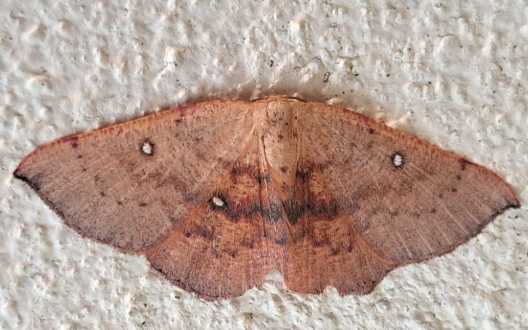 Blair’s Mocha Moth