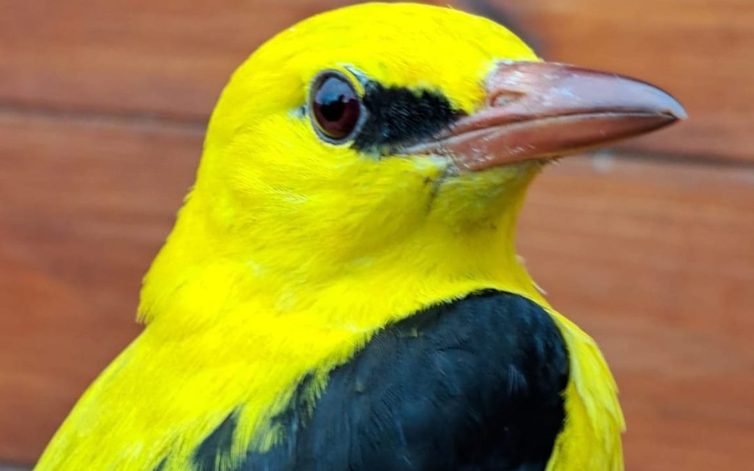 Golden Oriole