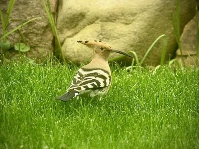 Hoopoe