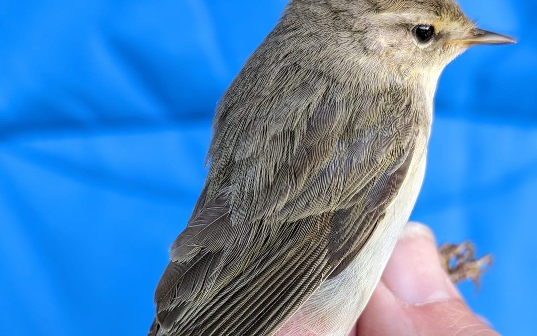 Northern Willow Warblers