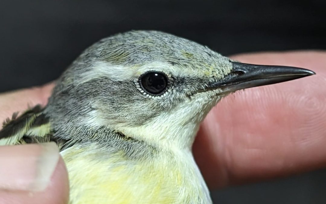Yellow Wagtail (blue headed)