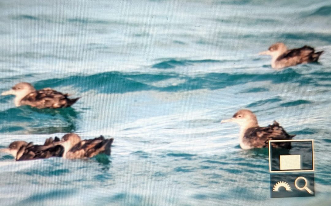 Balearic Shearwaters