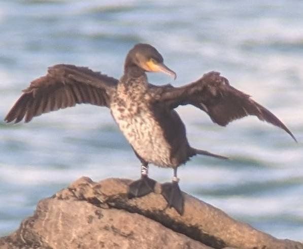 Cormorants