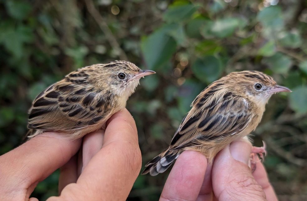Zitting Cisticolas Alderney Bird Observatory
