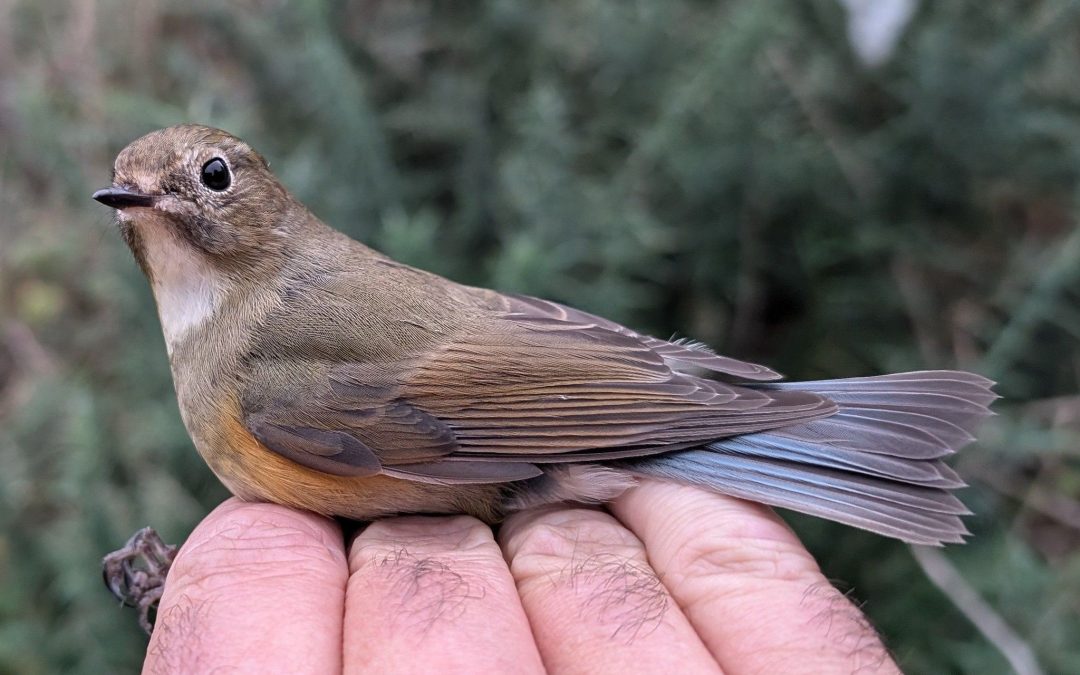 Red Flanked Bluetail
