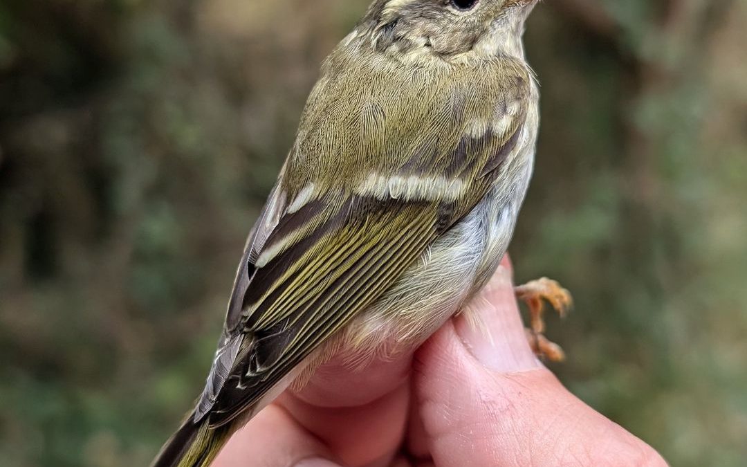 Yellow browed Warbler