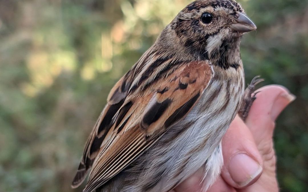Reed Bunting