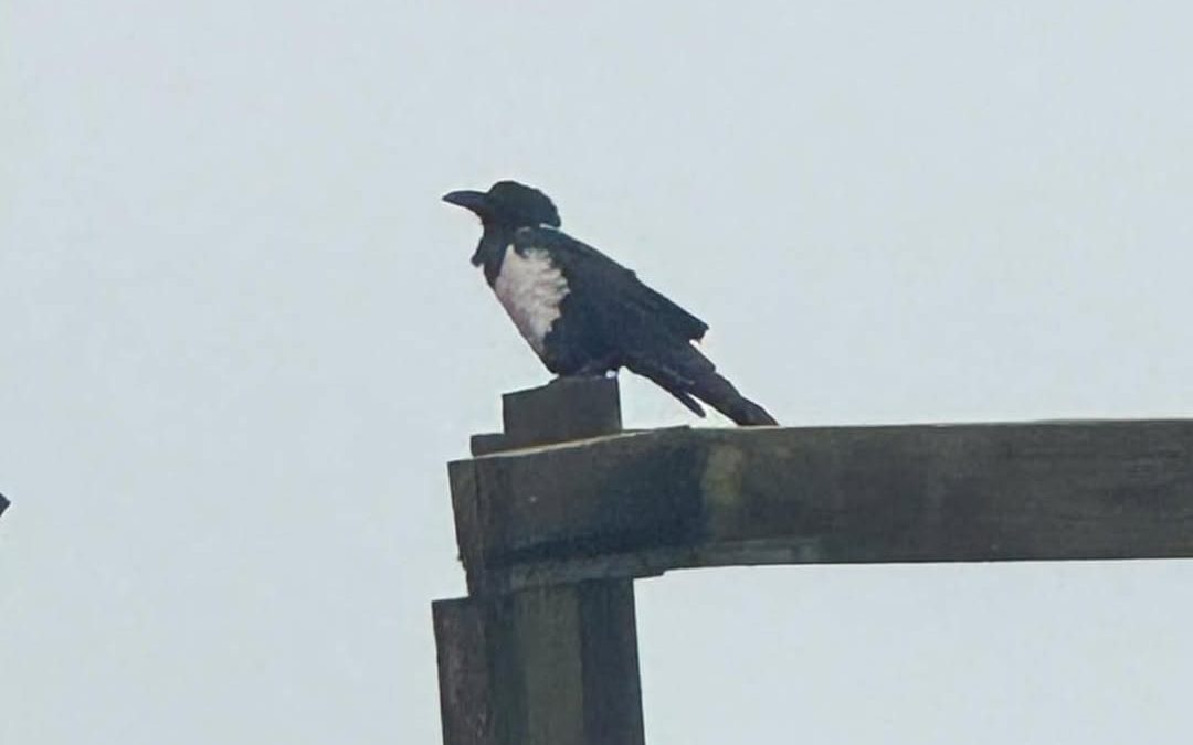 Pied Crow