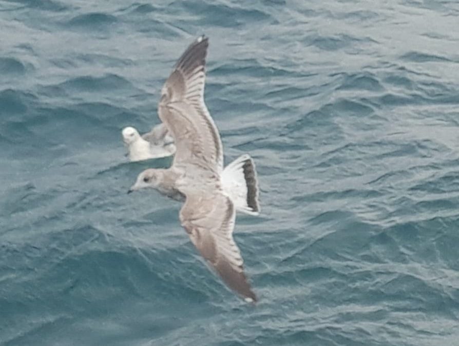 Common Gull
