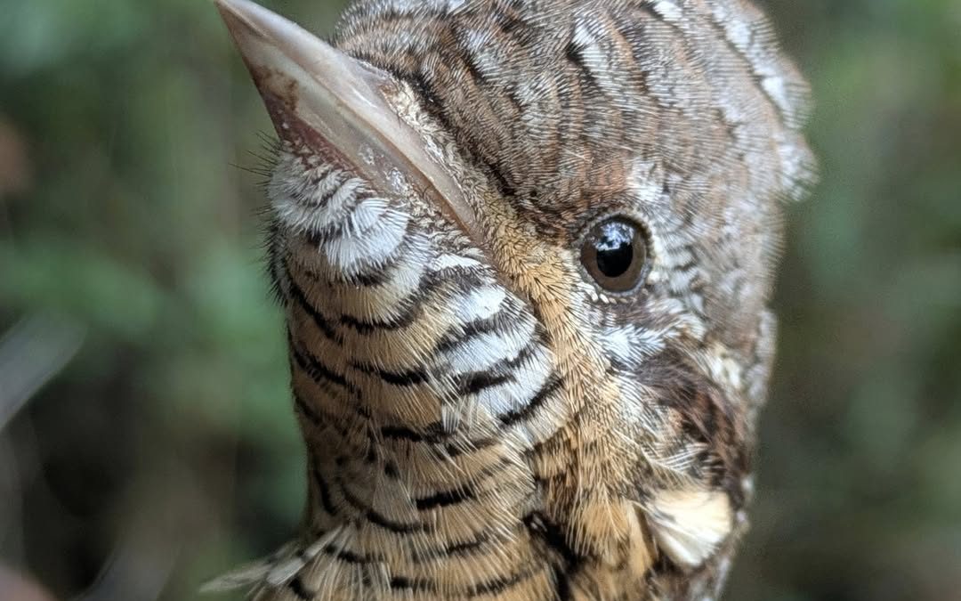 Wryneck
