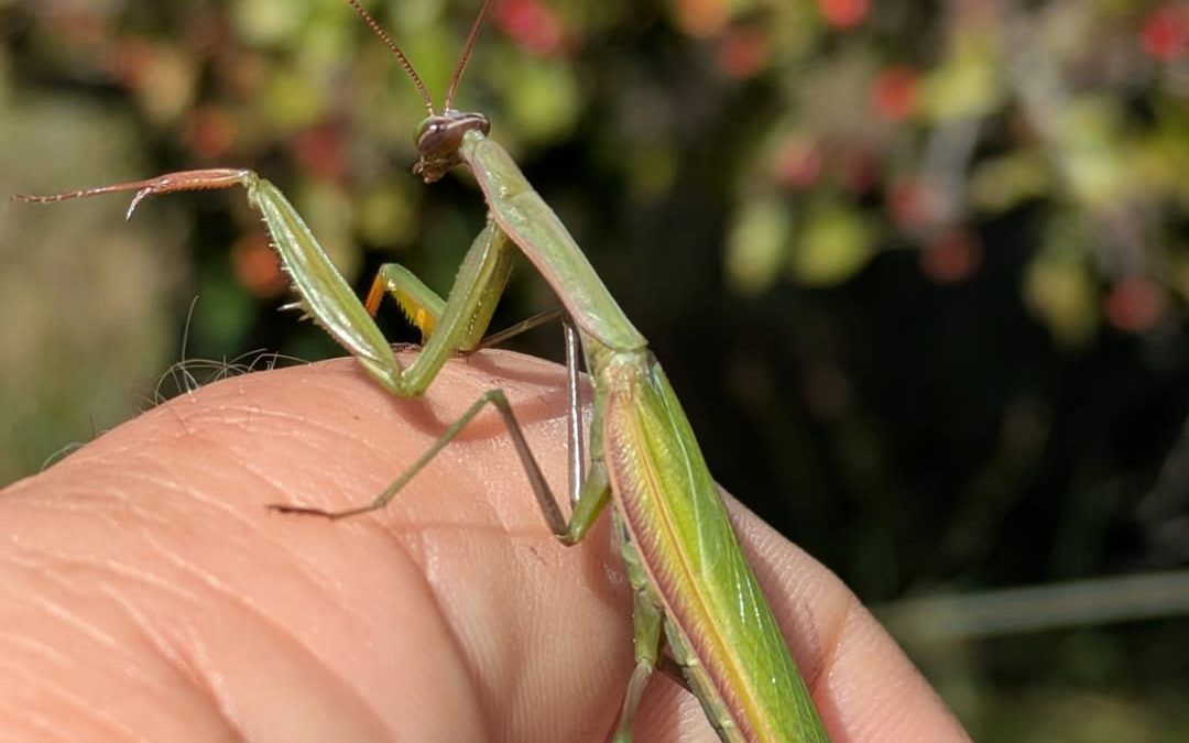 Praying Mantis