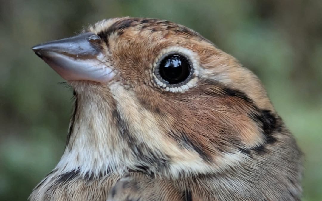 Rustic Bunting
