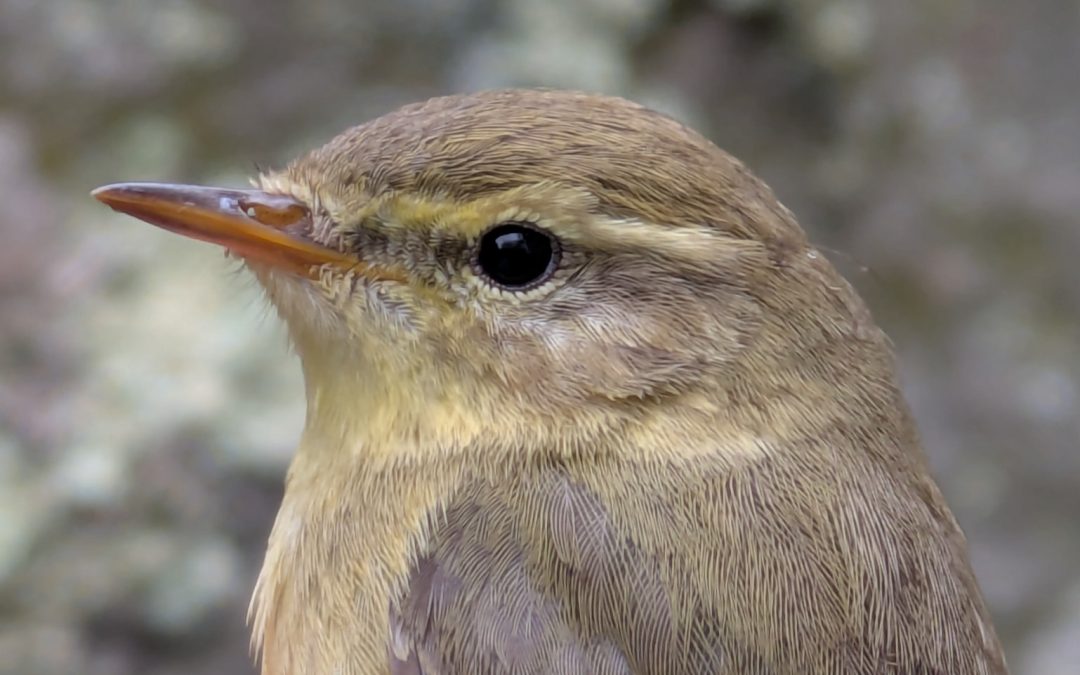 Willow Warbler